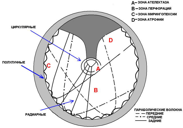 Рис. 1. Схематическое изображение слоя фиброзной соединительной ткани (объяснение в тексте).
