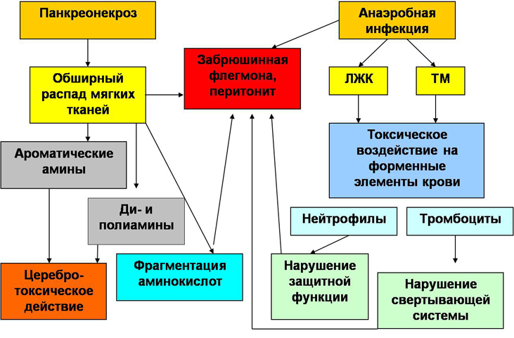 Рис. 1. Схема некоторых сторон патогенеза осложнений панкреонекроза на основе данных ГХ-МС – анализа.
