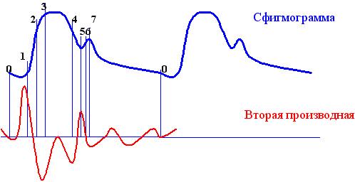 Рис. 1. Фазовая структура сосудистого цикла.