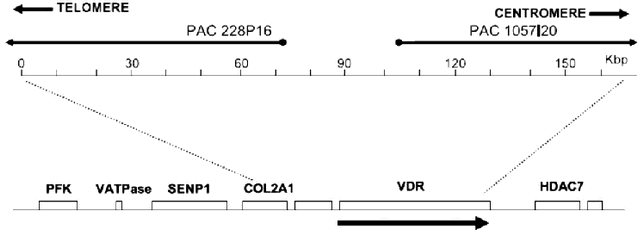 Рис. 2. Геномная структура VDR-COL2A1 в 12q13.1 локусе хромосомы на детализированной физической карте PAC клонов 228P16 и 1057I20. Стрелками указано направление транскрипции VDR гена. PFK - фосфофруктокиназа; V-АТФаза - вакуолярная АТФаза; SENP1 - сентрин/SUMO-специфичная протеаза; HDAC7= гистон-деацетилаза 7.