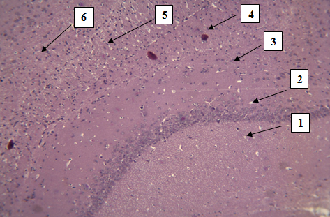 Рис. 1. Кора больших полушарий головного мозга крыс, содержащая 6 слоев нервных клеток. Окраска гематоксилином и эозином. Стрелками обозначены слои нервных клеток (снизу вверх: 1-молекулярный,2-наружный зернистый,3-наружный пирамидный, 4-внутренний зернистый, 5-внутренний пирамидный,6-полиморфный). Ув. 10×10.