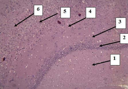 Рис. 1. Кора больших полушарий головного мозга крыс (контроль), содержащая 6 слоев нервных клеток. Окраска гематоксилином и эозином. Стрелками обозначены слои нервных клеток (снизу вверх: 1 - молекулярный; 2 - наружный зернистый; 3 - наружный пирамидный; 4 - внутренний зернистый; 5 - внутренний пирамидный; 6 - полиморфный). Ув. 10×10.