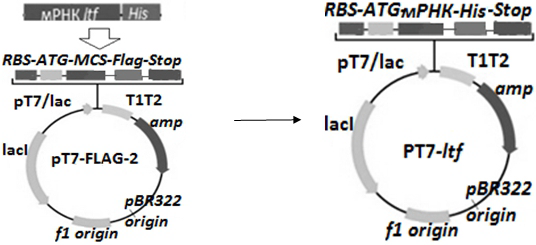 Рис. 1. Строительство рекомбинантной плазмиды pT7-ltf. мРНК гена ltf синтезирован и клонирован вниз по течению от промотора в векторе экспрессии pT7-FLAG™-2, который также содержит ген устойчивости к ампициллину.