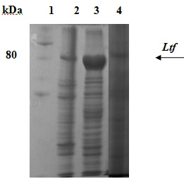 Рис. 2. Экспрессия гена ltf в E.coli BL21DE3 / рТ7- ltf: 1 - маркеры; 2 - лизат штамма BL21DE3 / рТ7- ltf после индукции; 3- растворимые белки; 4- препарат после солюбилизации.