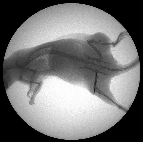 Рис. 1. Остеосинтез бедра крысы спицей. «Обзорная» рентгенограмма.