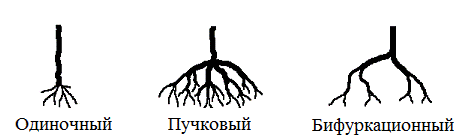 Рис. 2. Типы ветвления прямых органу сосудов по Ю.М. Лопухину (1950) [11]