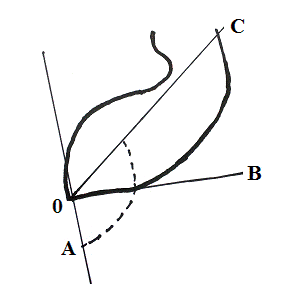 Рис. 1. Схема измерения аноректального угла и анального канала: АОВ – задний аноректальный угол; АОС-средний аноректальный угол.