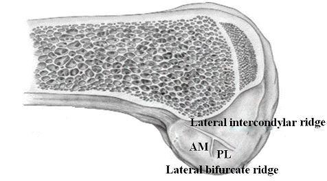 Рис. 3. Референтные структуры внутренней поверхности наружного мыщелка бедренной кости [7].