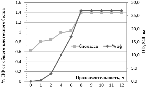 Рис. 7. Кривые культивирования штамма E. coli BL21DE3 / рТ7-ltf и процентного содержания лактоферрина к общему белку штамма.
