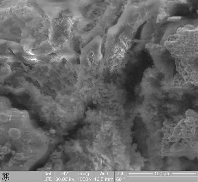 Рис. 3. Электронная микроскопия слома пластины при увеличении *1000 через 1 нед. эксперимента. Тяжи фибрина более оформленные.